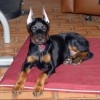 coher83