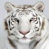 tiger111