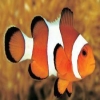 pulisreekanth