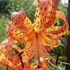 tnnursery1
