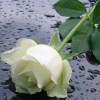 rony11