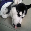 thaisangstupid