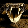 Viper1