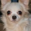 CHICO1951