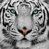 snowtigers