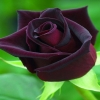saeid