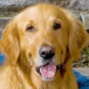 Dog1240