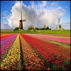 dutchseo