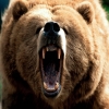 forestbear