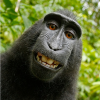 seomonkey