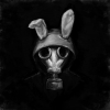 BlackRabbitdj