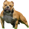 Dreeko