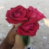 shohid422