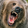 grizzlybear