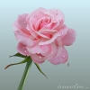 Mahfuz57