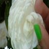 Cauohashi