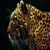 Akash8890
