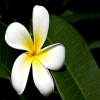 Jomanajaman