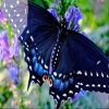 ButterflySEO