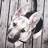 VideoDog