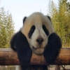 taishan003