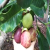 Merytrinh