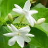 jasmineFlower