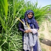 sadiatithi
