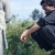 Ahmarali