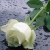 rony11