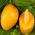 mangocity