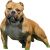 Dreeko