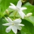jasmineFlower