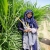 sadiatithi