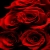 Atiqur370