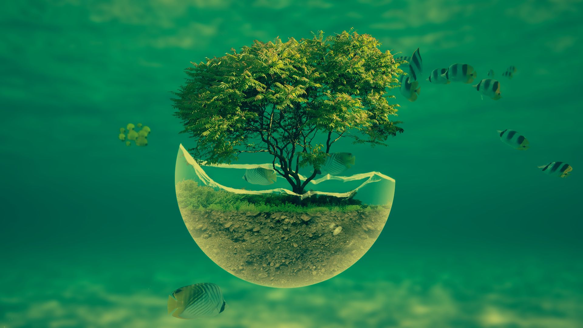 designer vectors with illustrator and work with faceb...