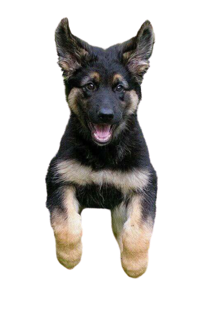 Remove 10 background from photo in 1 day