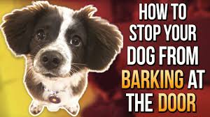 500 words to know how to stop dog from barking in the...