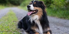 Dog Grooming Tips For Better Health And Well-Being