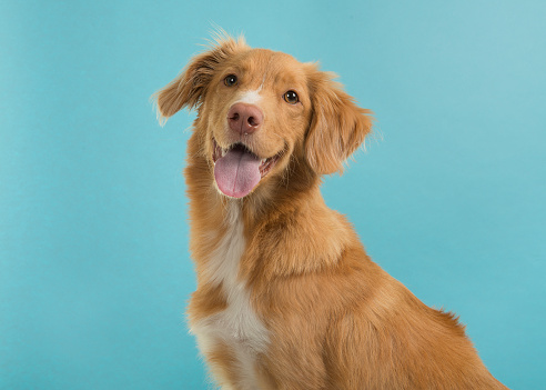 5 True Reasons Your Dog Is Not Responding to Your Com...