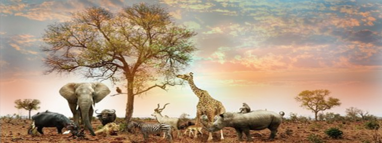 There are articles about animals and each article is ...