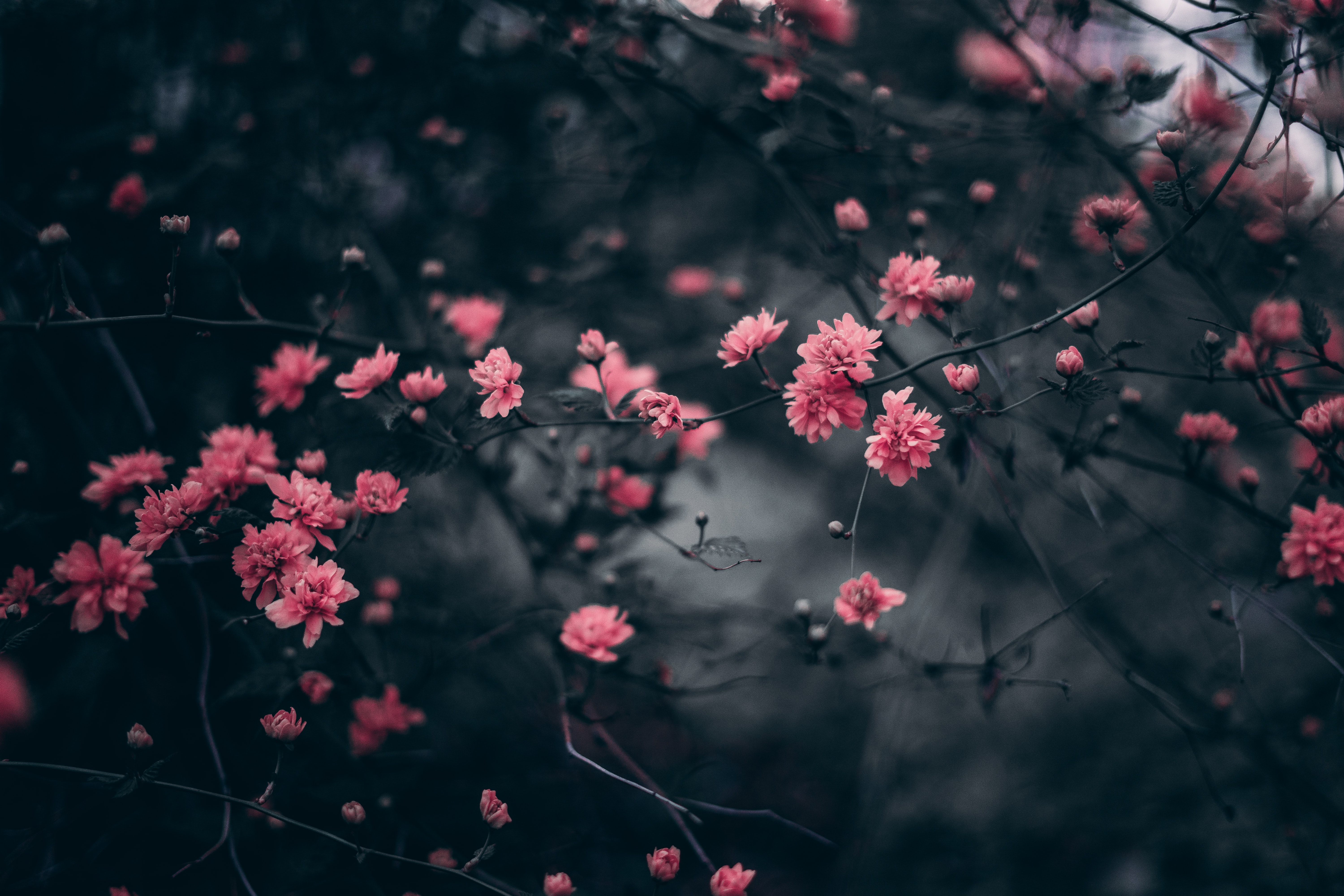I will do a professional background removal for you