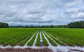 I will delve in soils and water conservation manageme...