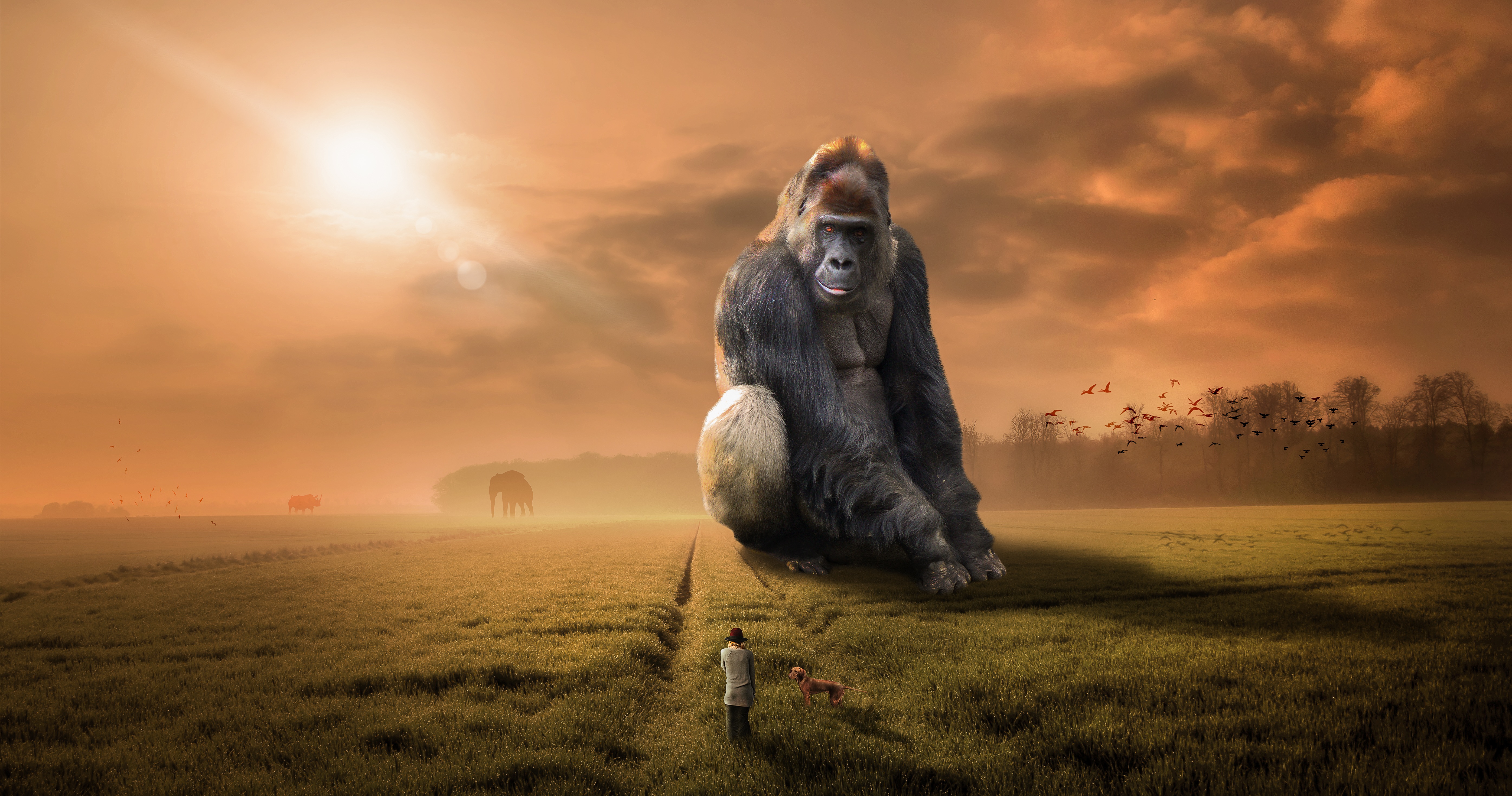 PROVIDE ULTRA HD ROYALTY FREE STOCK IMAGES