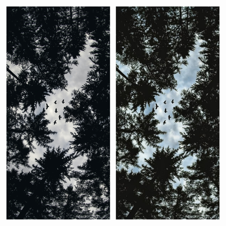 Adding Color to Black and White Photo