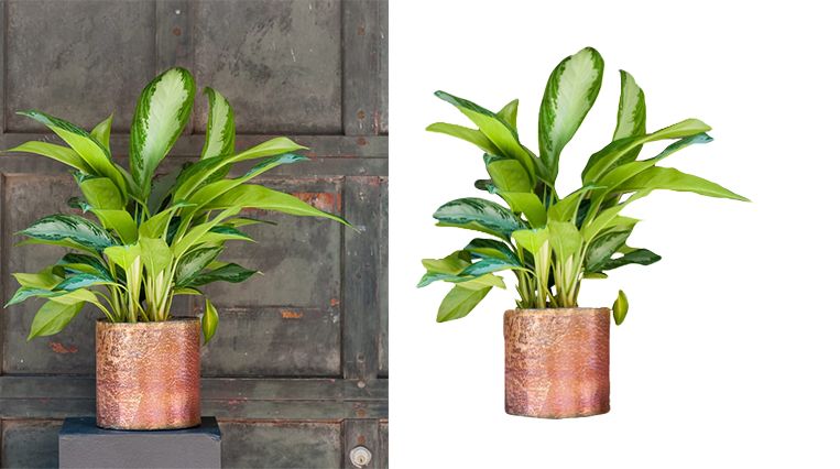 I will do professional photo background removal