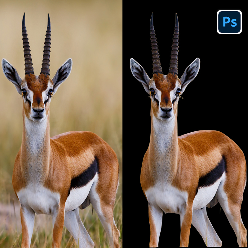 Image background remove, photo resizing, photo edit