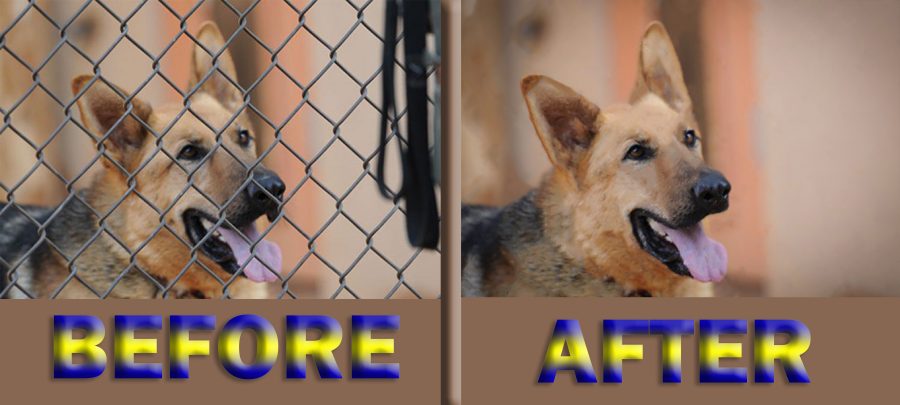 I will do background removal and removal fence