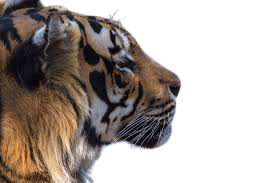 I can remove background from any Image and I am professional too
