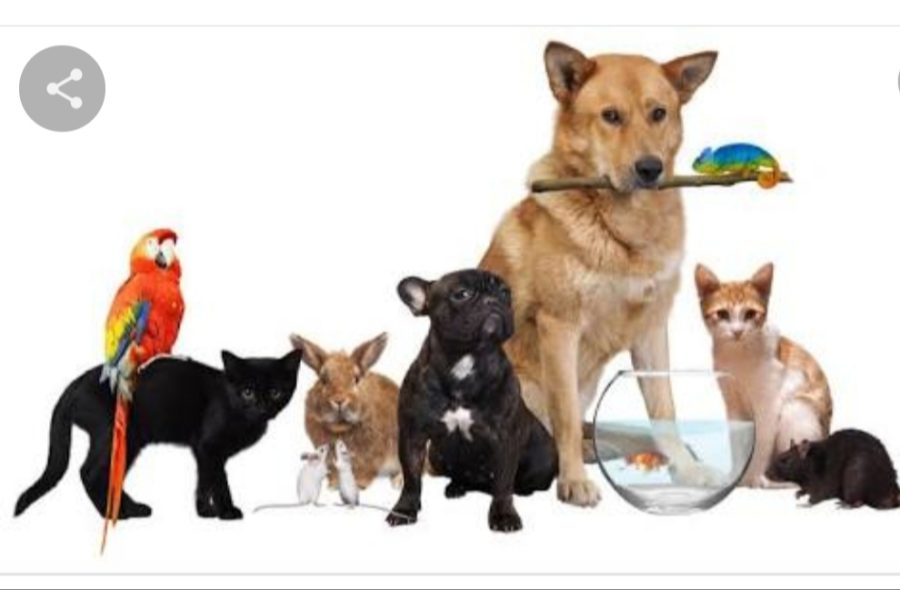 Proffesional writing on all kinds of pets 
